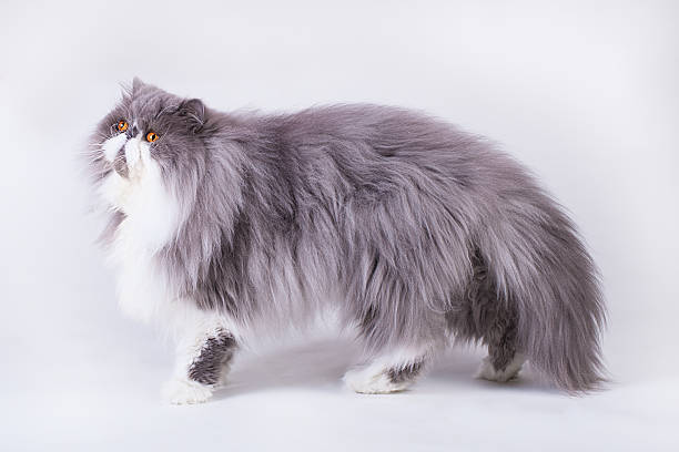 Blue Persian