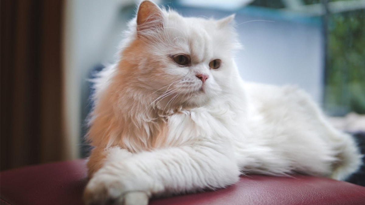 Mèo Ba Tư rất thân thiện, thông minh và dễ nuôi.