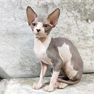 meo khong long sphynx bicolor 7 400x400 1