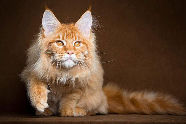meo maine coon 1