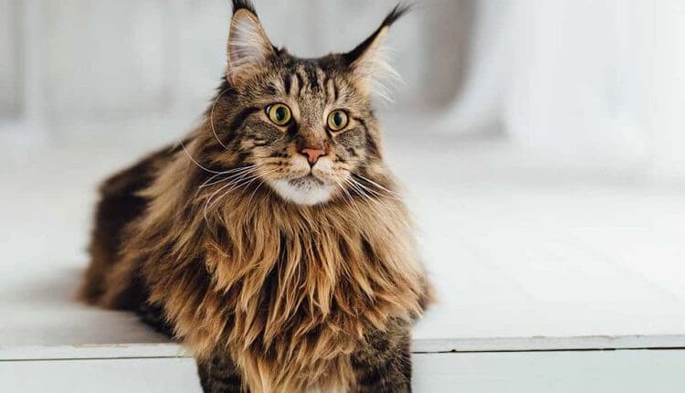 meo maine coon 3