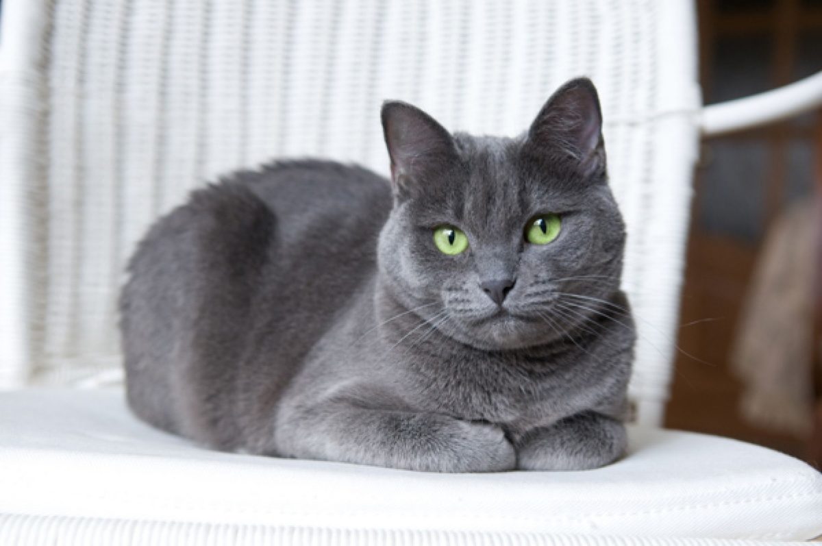 Loại mèo Russian Blue