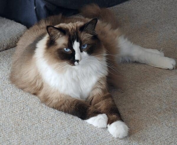 Mèo Ragdoll có bộ lông dày, rất hiền lành và thân thiện với người