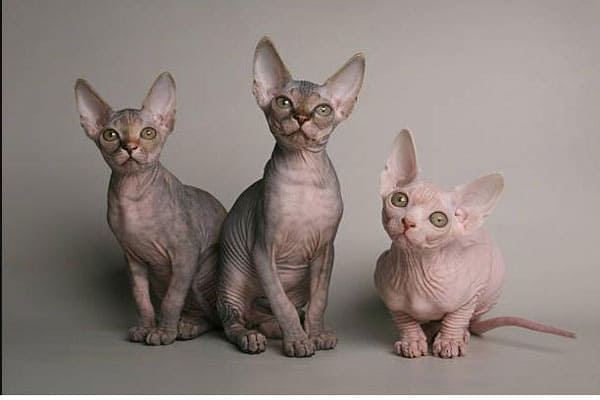 Mèo Sphynx không có lông, là loài mèo rất thân thiện và yêu quý chủ nhân của mình.