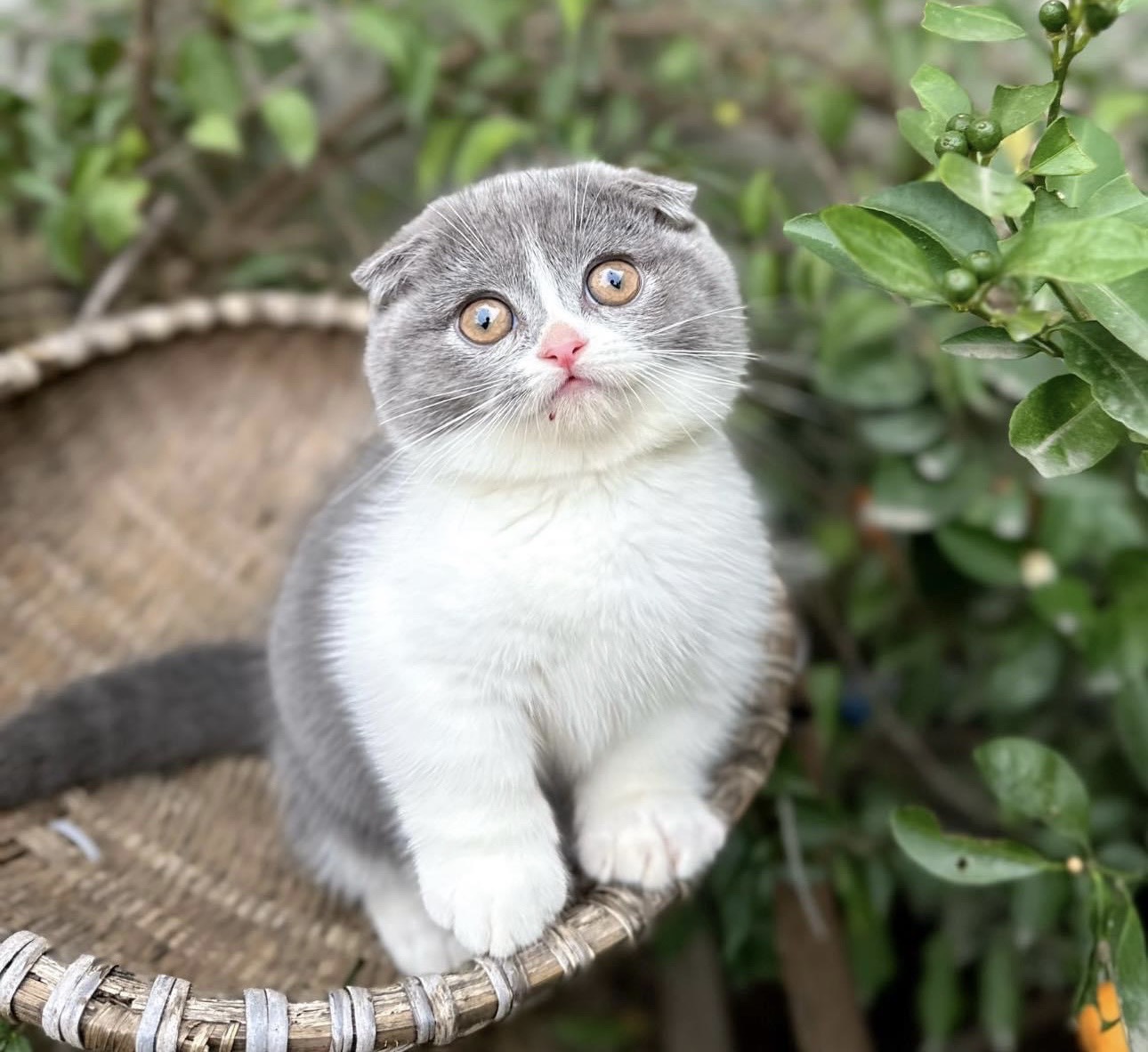 Mèo Scottish Fold