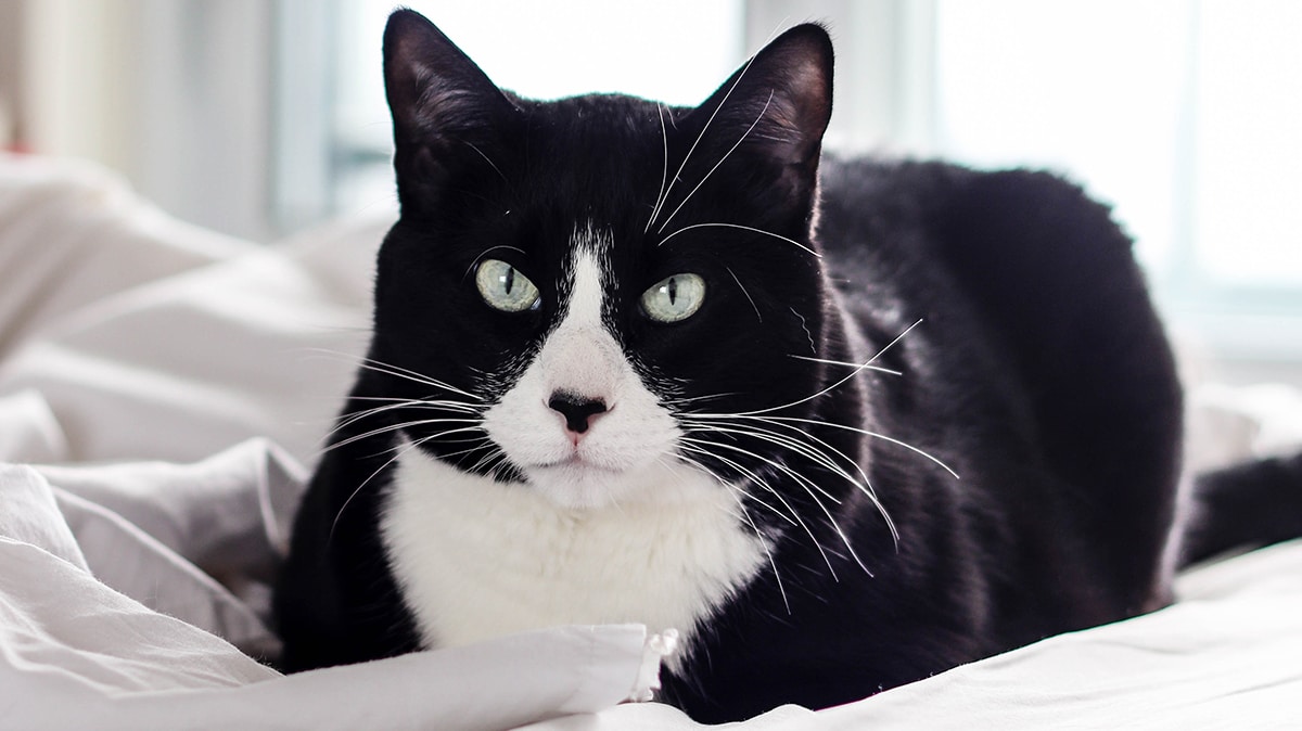 Mèo Tuxedo rất tình cảm và thân thiện với con người