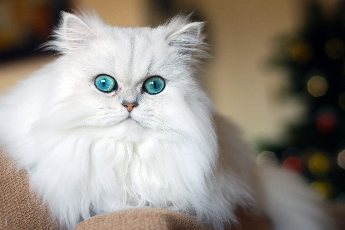 Mèo Ba Tư có bộ lông dày và xù, mũi ngắn và dáng vẻ đầy cá tính.