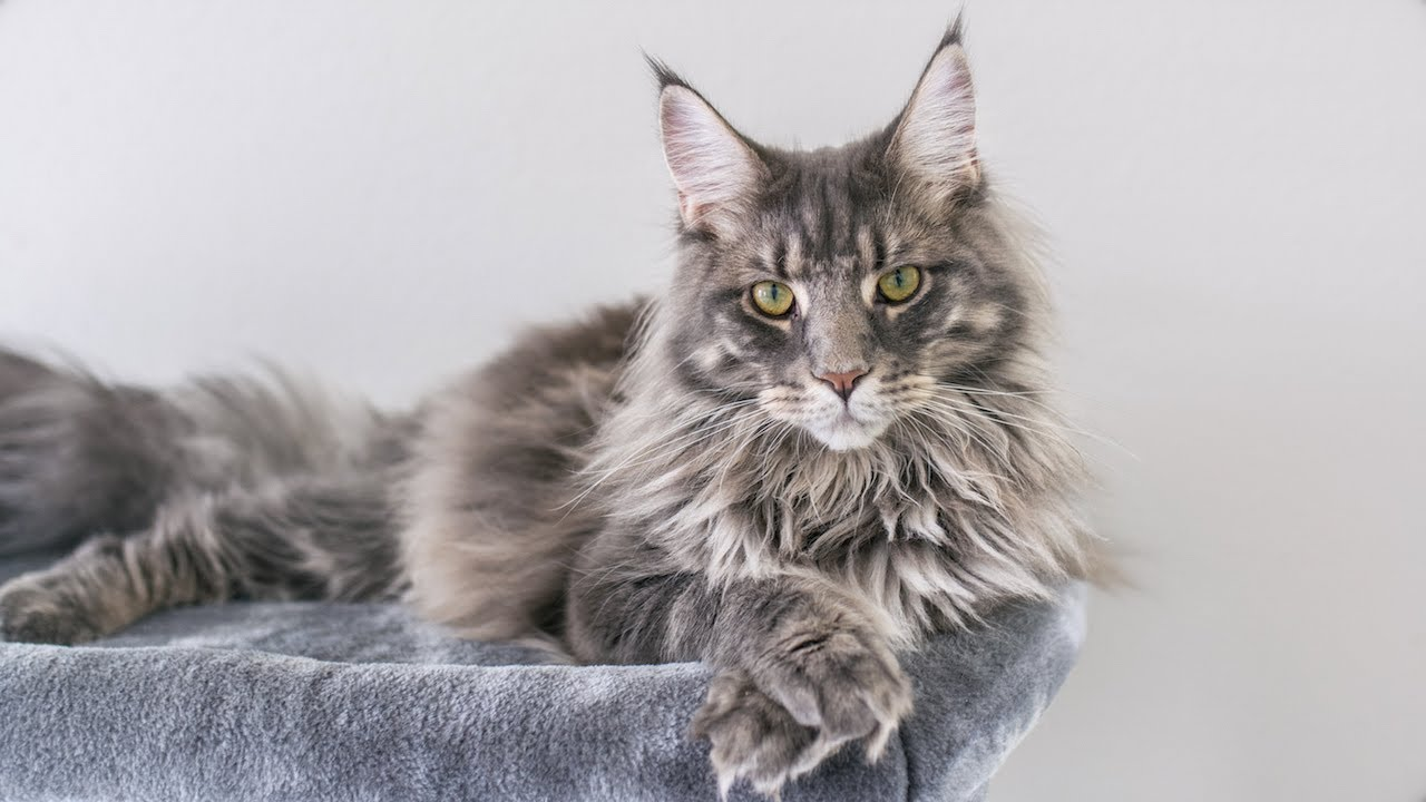 Mèo Maine Coon là giống mèo có kích thước lớn và có bộ lông dày, dài