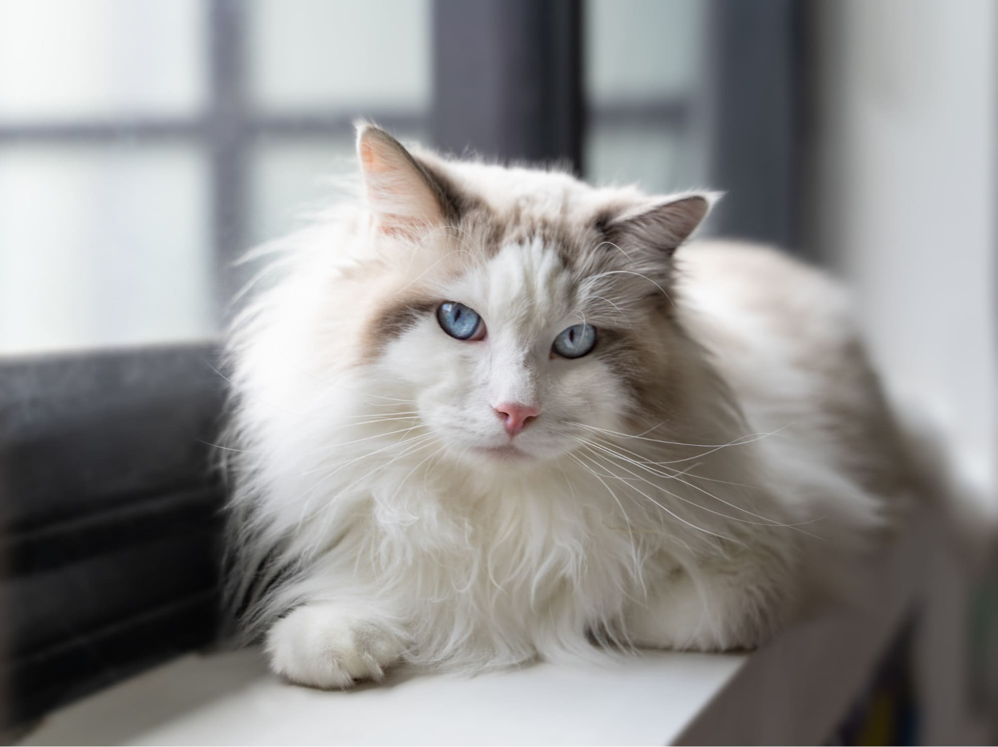 Nuôi mèo Ragdoll có nhiều lợi ích nhưng vẫn có số ít nhược điểm