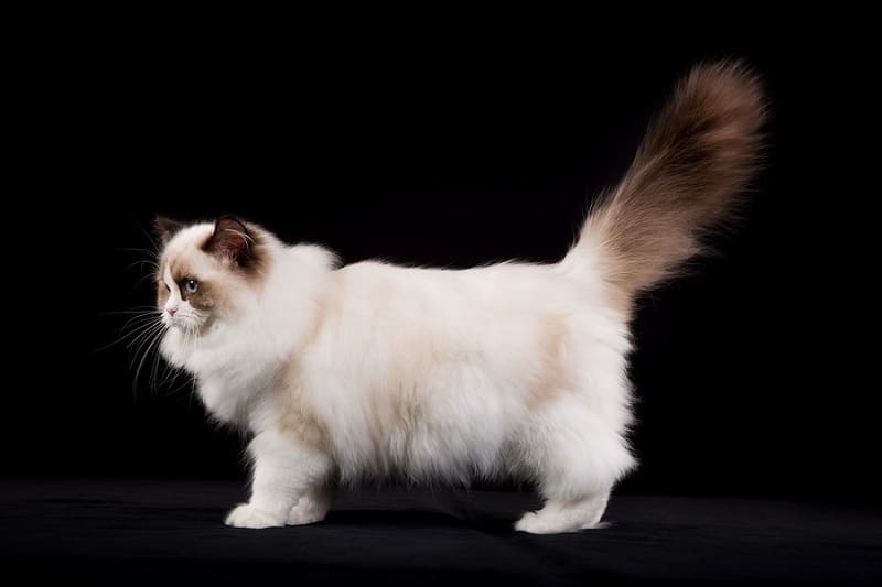 Giống mèo Ragdoll rất hiền lành, thân thiện và dễ nuôi