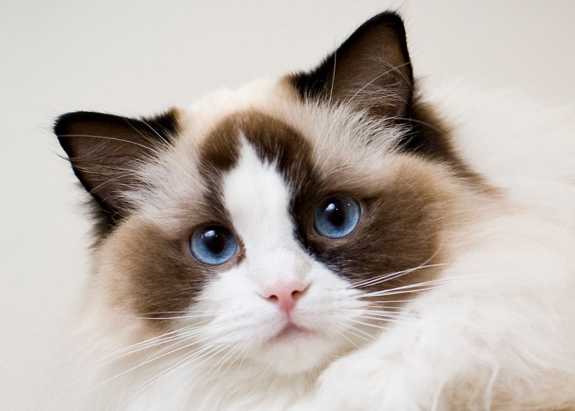 Giống mèo Ragdol có màu kem, nâu, xám, trắng và đen.