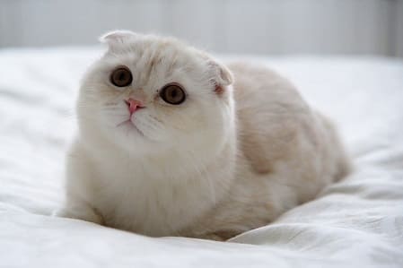 scottish fold thumb