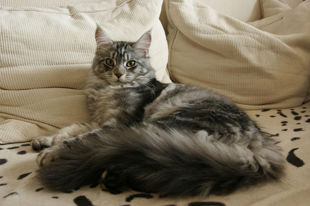 Mèo Maine Coon là giống mèo tự nhiên đầu tiên của nước Mỹ.