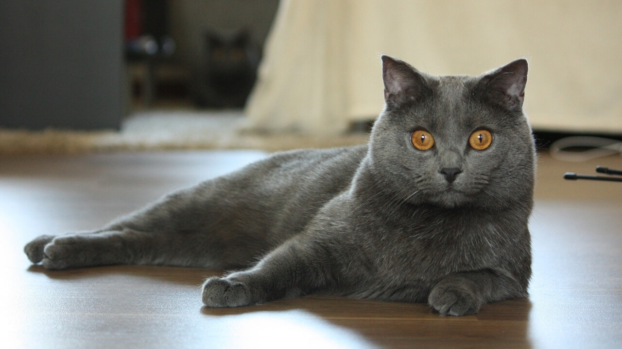 Loại mèo Chartreux