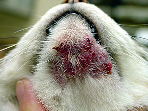 300px Feline chin acne 1