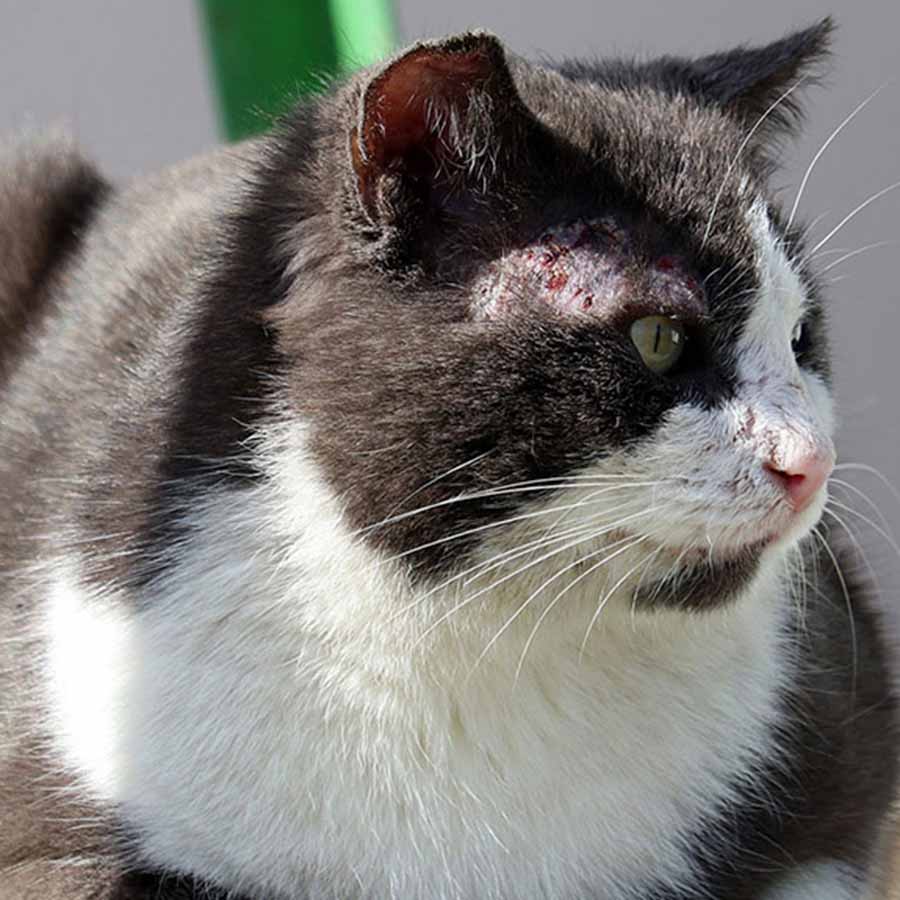 Nấm da ở mèo có thể gây ra các triệu chứng như ngứa ngáy, viêm da, rụng lông