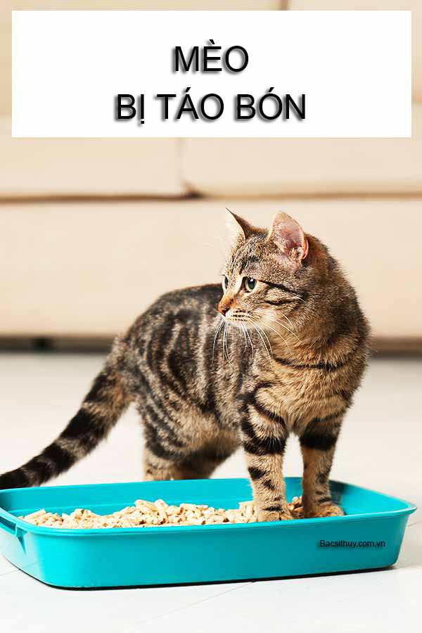 chua meo bi tao bon