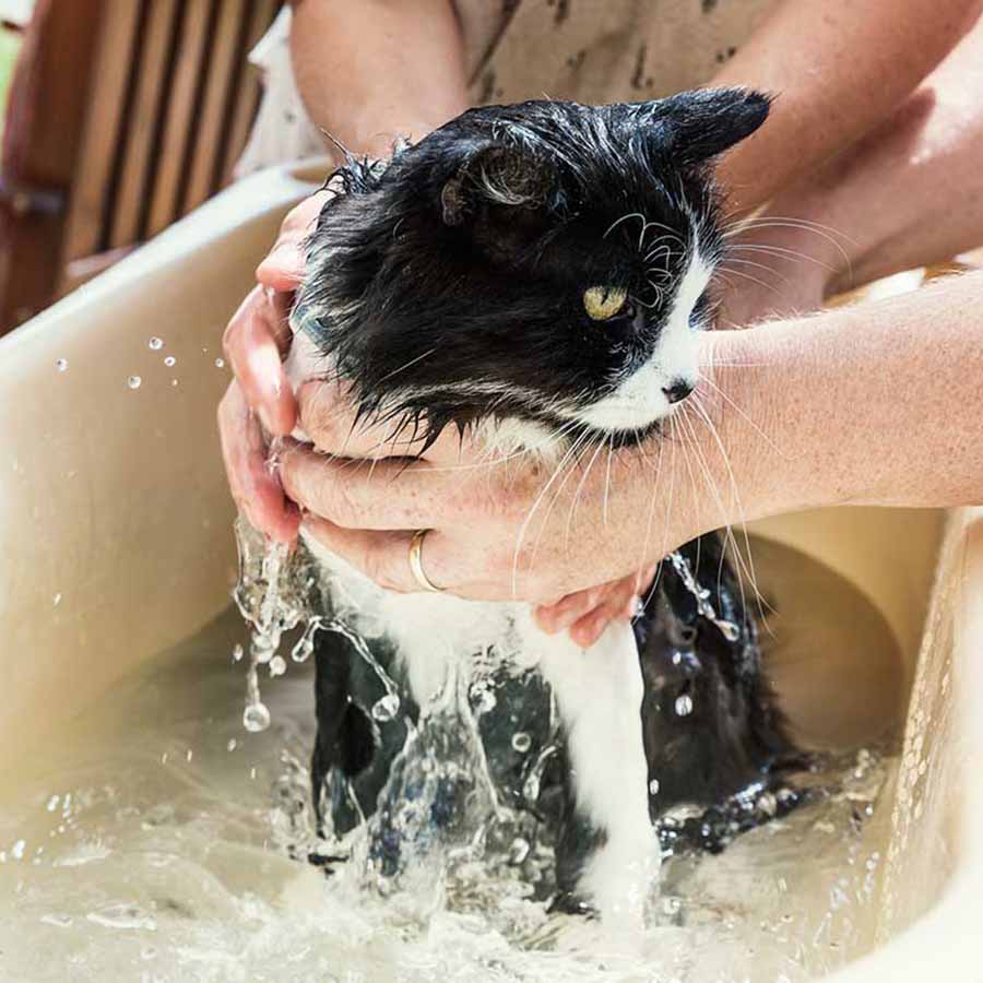 Ngoài việc dùng thuốc, hãy tắm rửa sạch sẽ cho thú cưng của bạn nhé