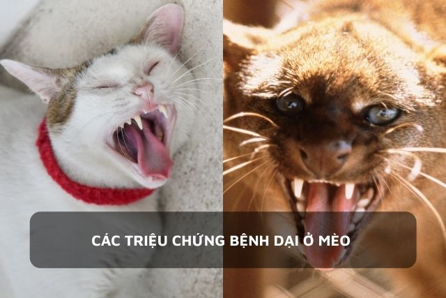 Triệu chứng của mèo bị dại