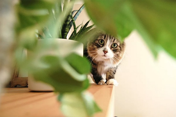 Để tìm mèo đi lạc, hãy bình tĩnh và tìm kiếm khu vực xung quanh nhà