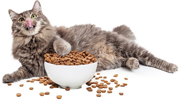 Mèo của bạn ăn nhiều bất thường là dấu hiệu mèo đang mang thai