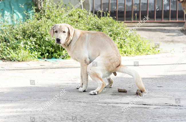 Chó ị bậy là do chúng không được hướng dẫn, dạy bảo cẩn thận