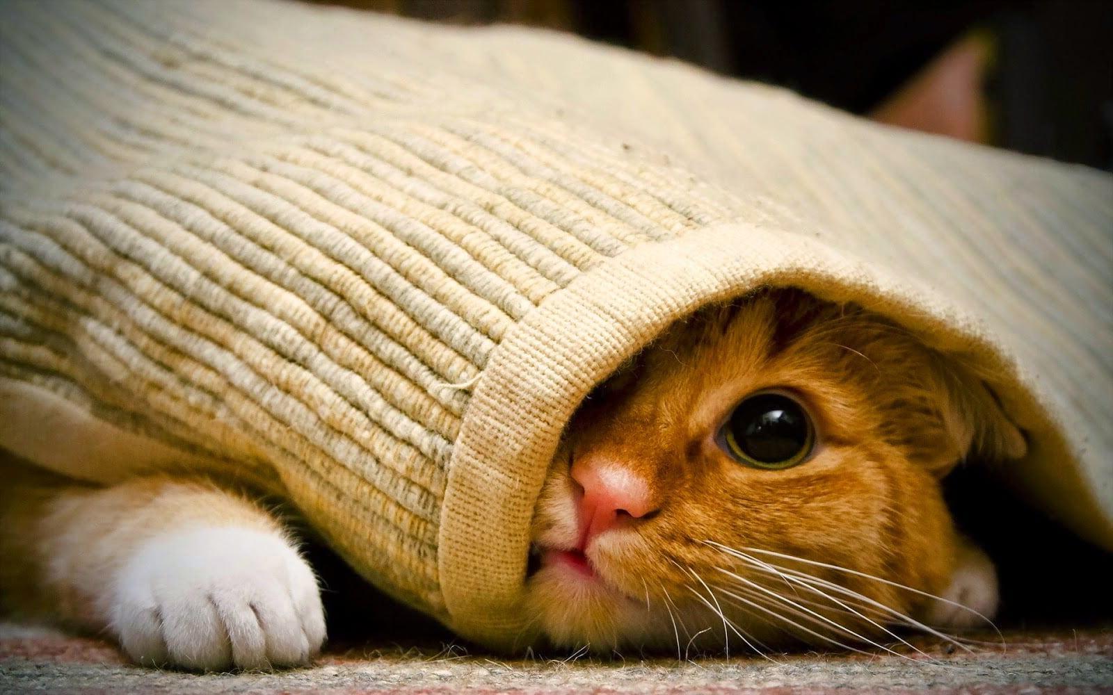 Hình ảnh chú mèo con dễ thương và đáng yêu cuộn tròn trong chiếc khăn