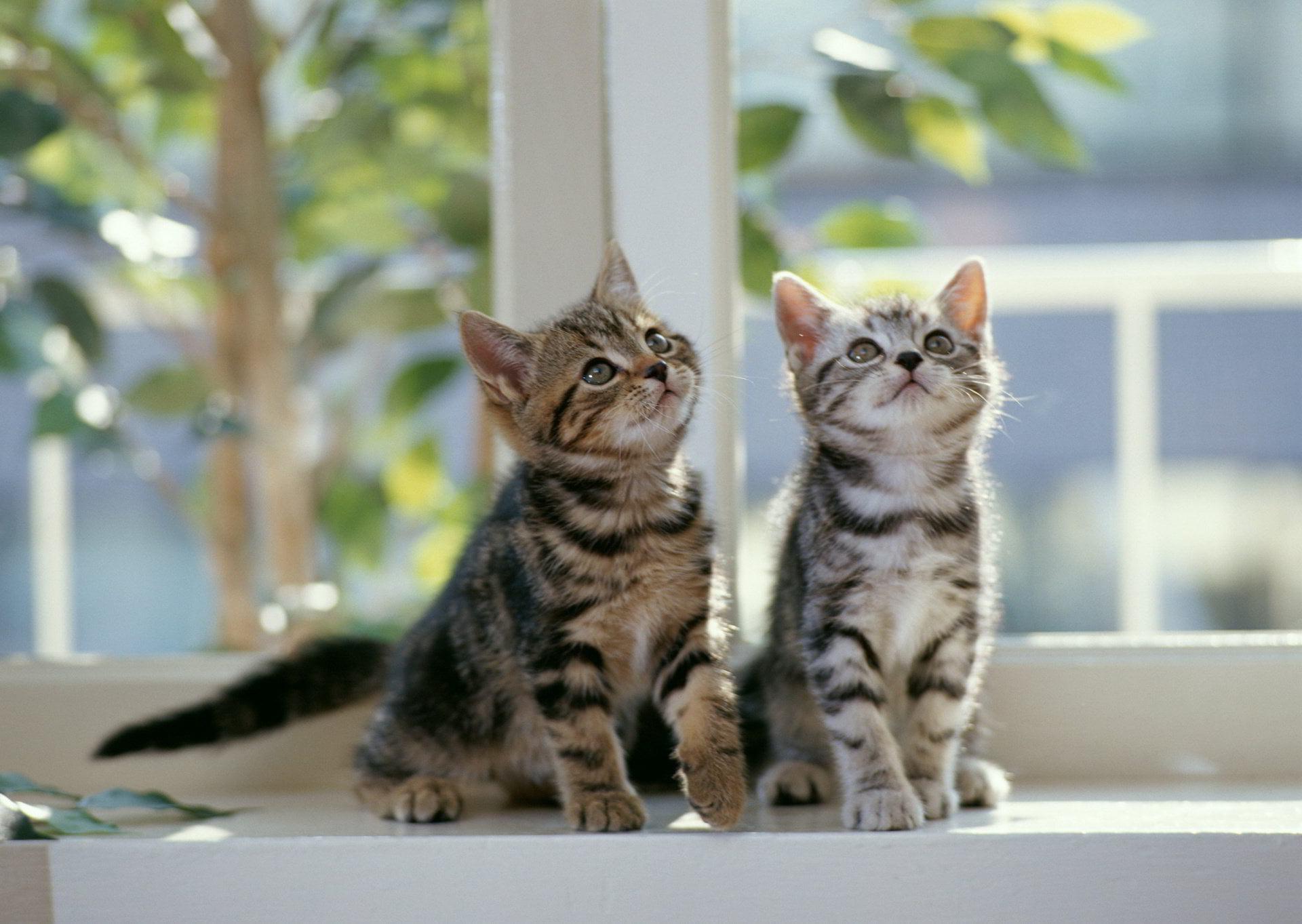 Hình ảnh dễ thương của hai chú mèo con đang ngắm nhìn thứ gì đó