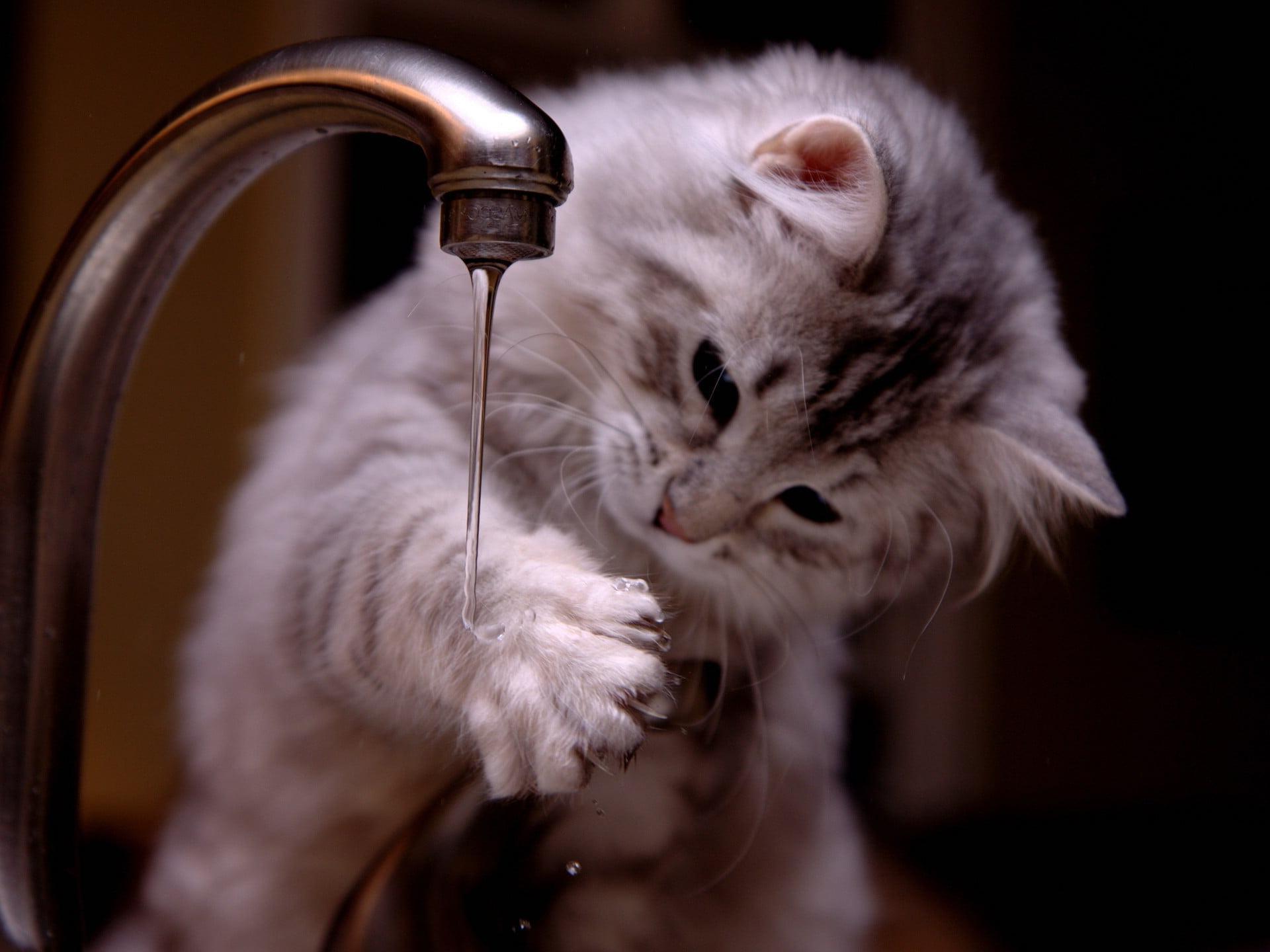 Hình ảnh chú mèo con đang nghịch nước trông rất đáng yêu