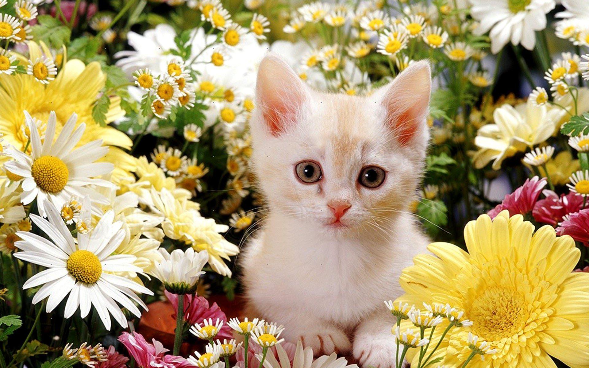 Hình ảnh cô mèo con xinh đẹp bên vườn hoa