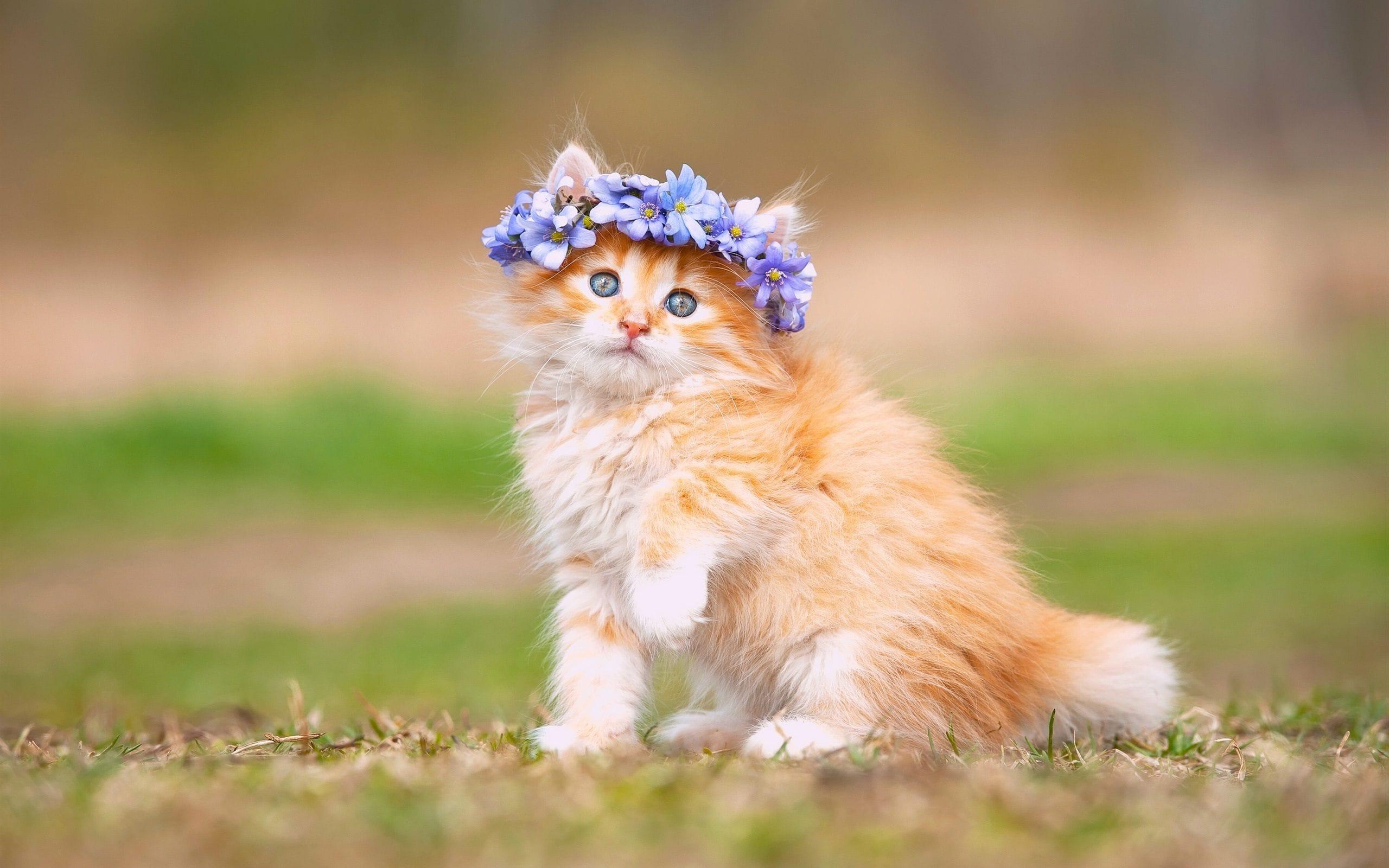 Hình ảnh chú mèo con cực đẹp khi được chủ nhân đeo chiếc vòng hoa trên đầu