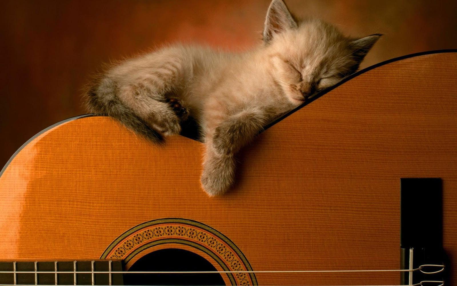 Hình ảnh đáng yêu của chú mèo con đang ngủ trên cây đàn