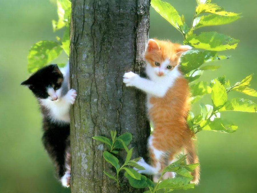 Hình ảnh 2 chú mèo con đang thi nhau ai trèo cây nhanh hơn trông thật đáng yêu