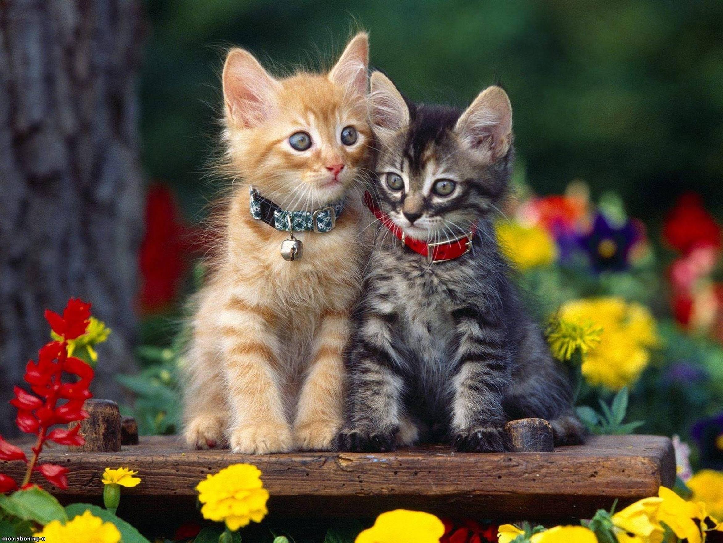 Hình ảnh đẹp giữa 2 chú mèo con thật đẹp đúng không nào
