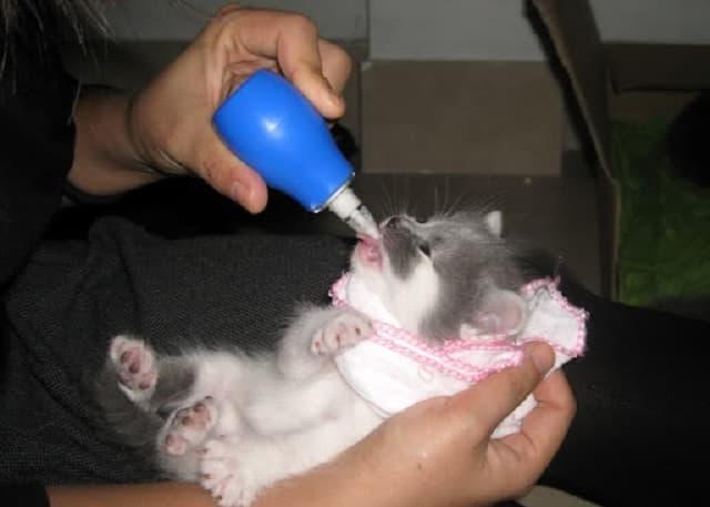 Cho mèo con bú bình sữa đúng cách