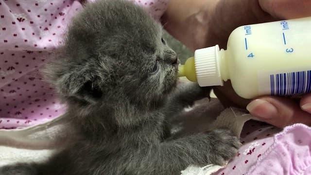 Sử dụng bình sữa cho mèo con bú thay thế sữa mẹ