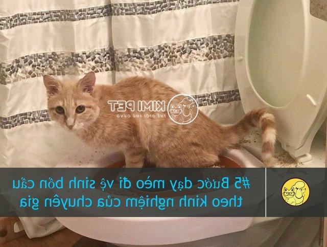 #5 Bước dạy mèo đi vệ sinh bồn cầu theo kinh nghiệm của chuyên gia