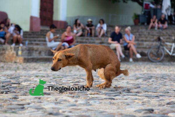 Khi thấy chó ị bậy thì nên cẩn thận xua đuổi chúng để đảm bảo an toàn với bạn