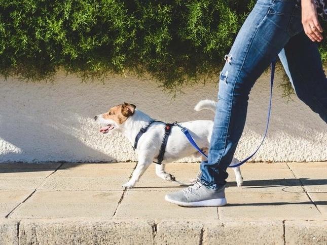 Quá khó xin việc, sinh viên chấp nhận làm nghề dắt chó đi dạo và cho mèo ăn