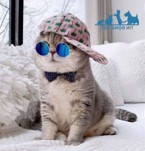 đeo kính giúp mèo đáng yêu hơn