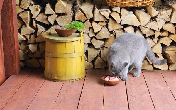 mèo thường ăn gì