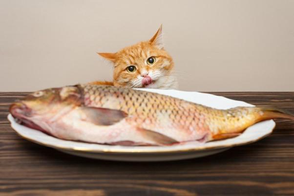 mèo không ăn được gì