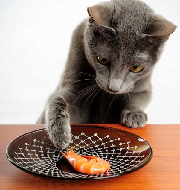 không nên cho mèo ăn gì