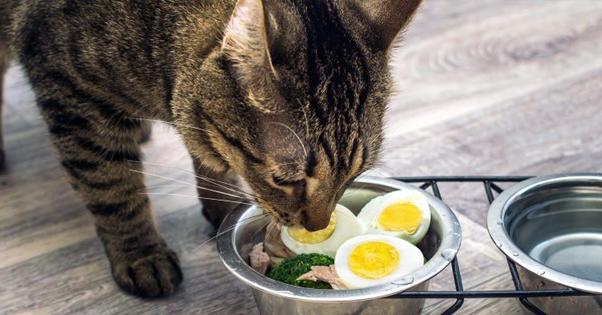 thức ăn mà mèo thích