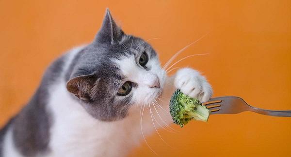 mèo không nên ăn gì