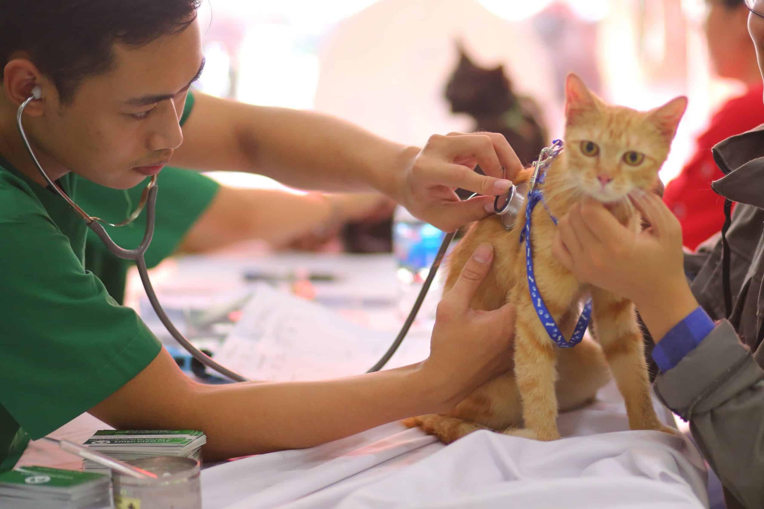Dấu hiệu và cách cứu mèo con sắp chết hiệu quả