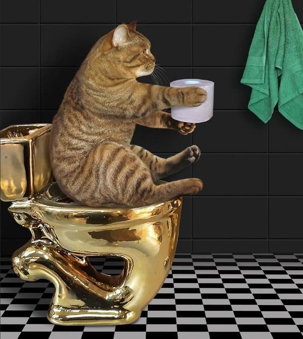 Dạy mèo đi vệ sinh đi vệ sinh vào Toilet