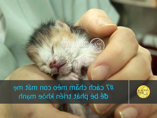Tổng hợp #7 cách chăm mèo con mất mẹ để bé phát triển khỏe mạnh