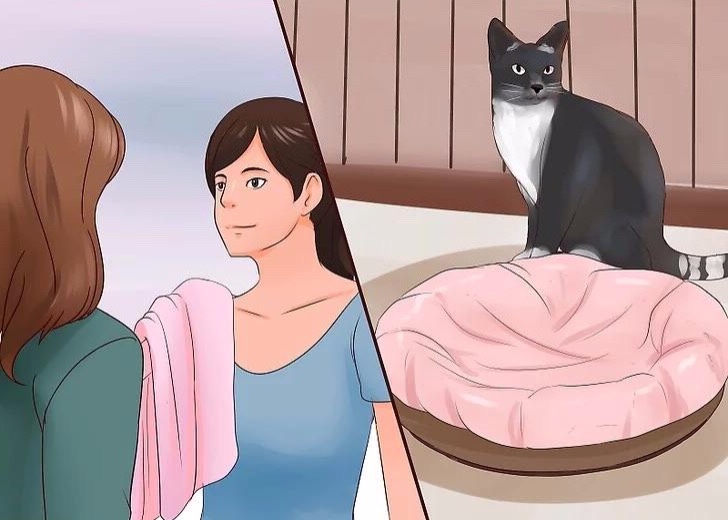 Hướng dẫn nuôi Mèo con mới về nhà