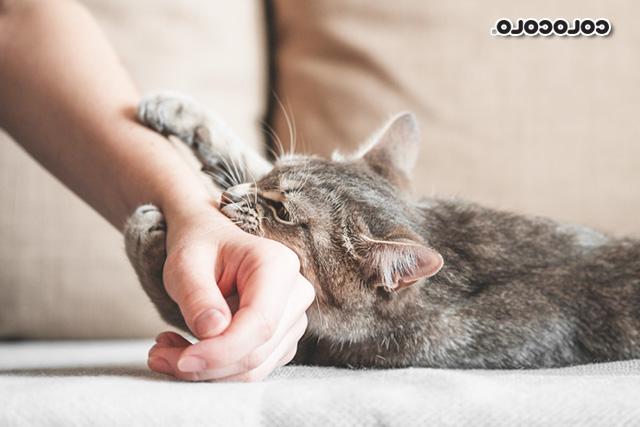 Để mèo quen với bàn tay của bạn
